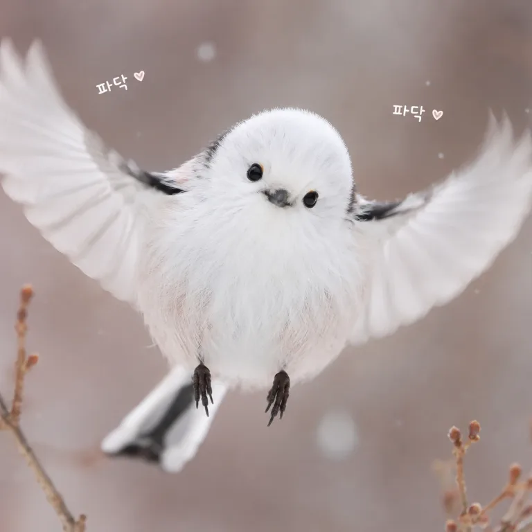 흰머리 오목눈이